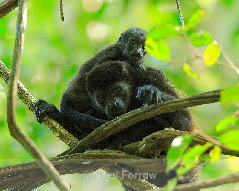 Mother and baby Howler Monkeys, Manuel Antonio, Costa Rica - Monkey