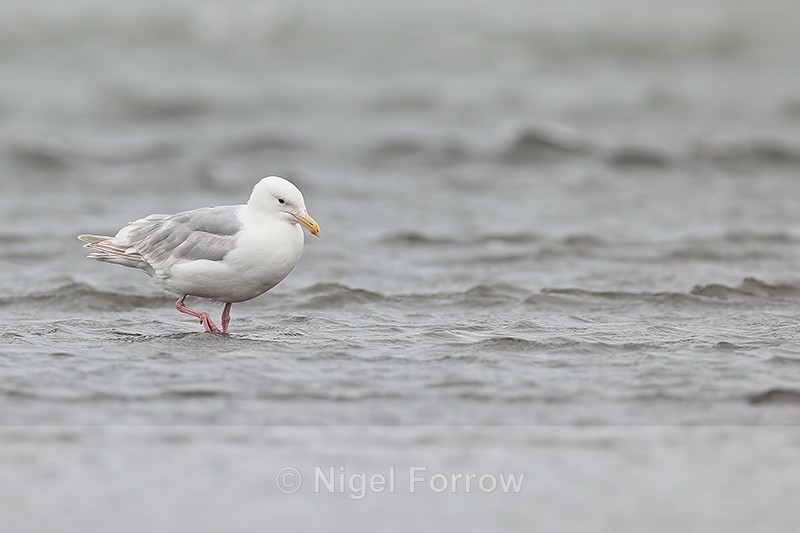 Glaucous-winged Gull (adult), Silver Salmon Creek, Alaska - Glaucous-winged Gull