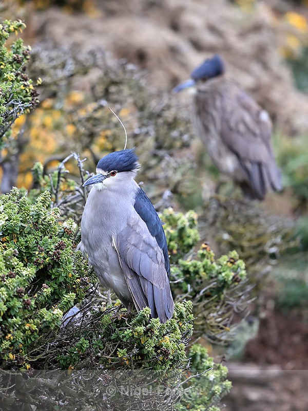 Black-crowned Night-Herons (adult and juvenile), Falklands - Black-crowned Night-Heron