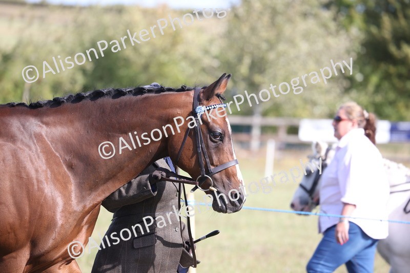 20260906-0652 - Class 22 - Ex Racehorse