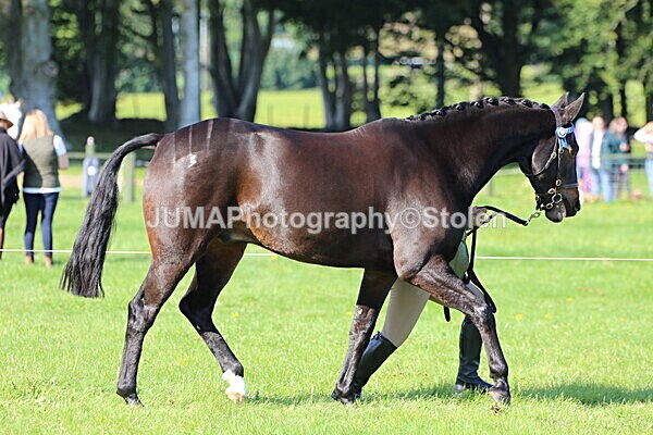 SIAL5737 - Ring 1 & 3