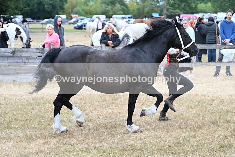 WJ7_8422 - Class 4 Prettiest Mare up to 14.2hh