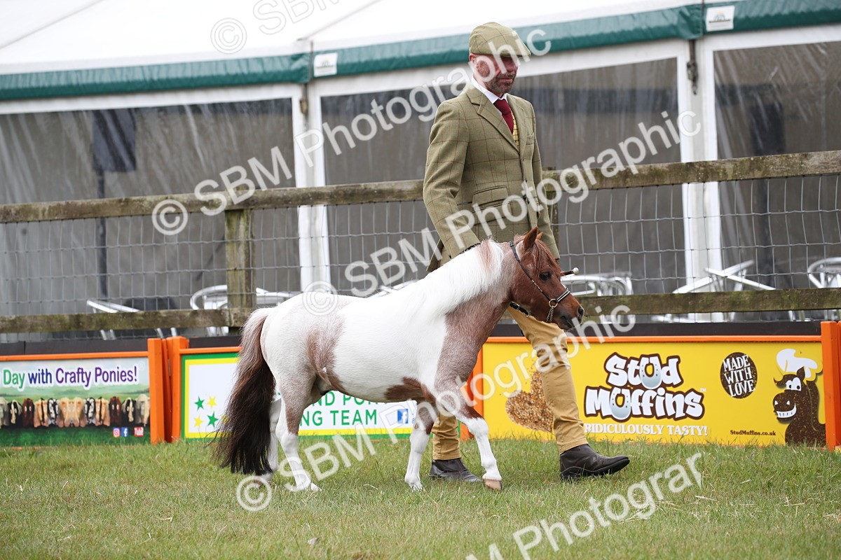 SBM_03671 - Class 23-25 - British Miniature Horse of the Year