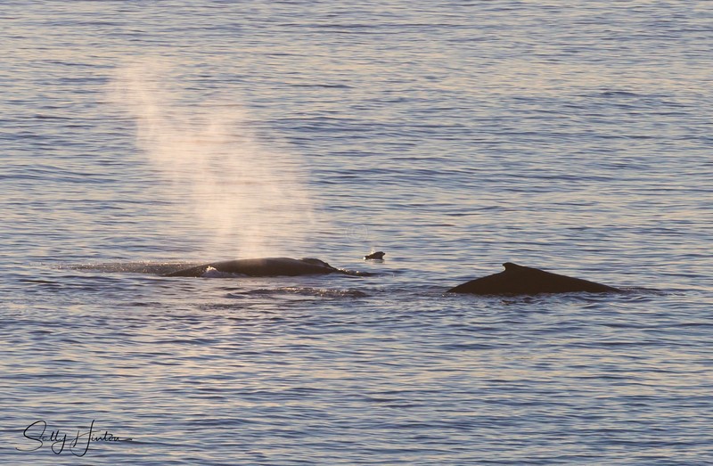 Whale Blow 1