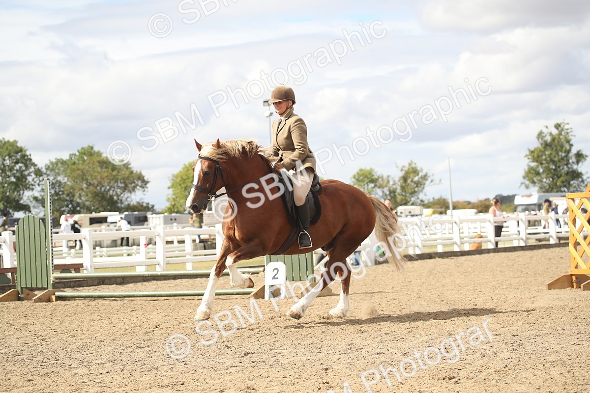 SBM_14552 - Class 505a - M&M Working Veteran - 50cm (15-19)