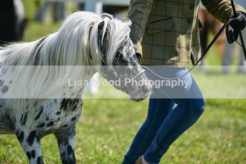 DSC_7135 - Class 61: Miniature Horse 4yrs & over