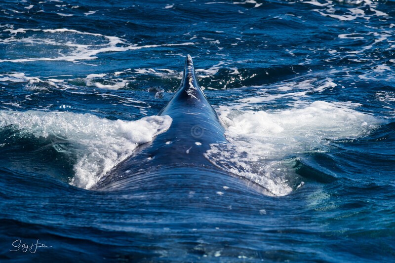 Full Steam Ahead 0A3A1444 - Humpback Whales