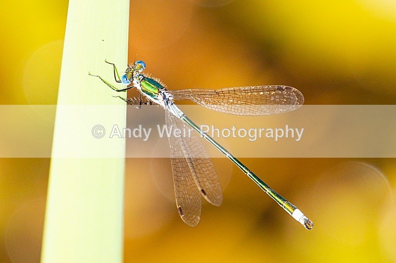 20180704-Rixton-3K8A1837 - Dragonflies & Damselflies