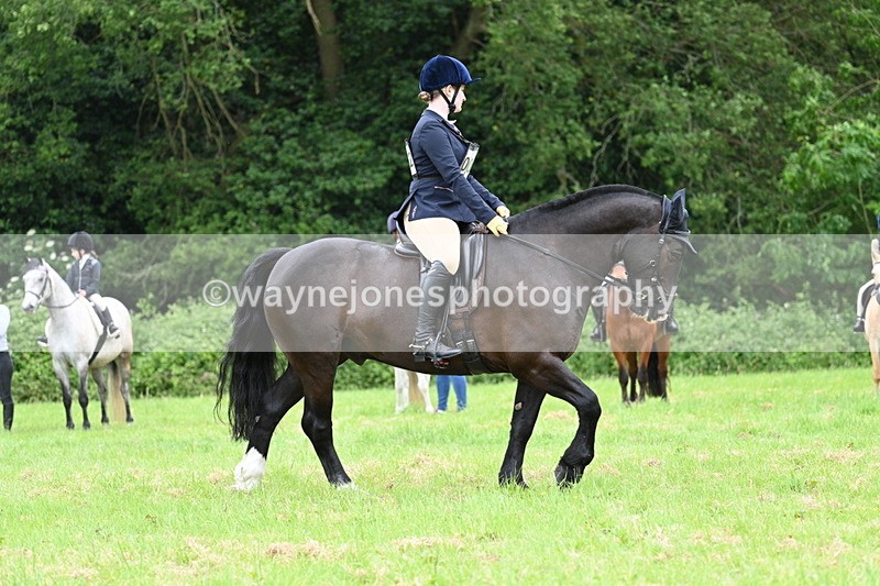 WJ7_3974 - Class 14A Handsome Gelding