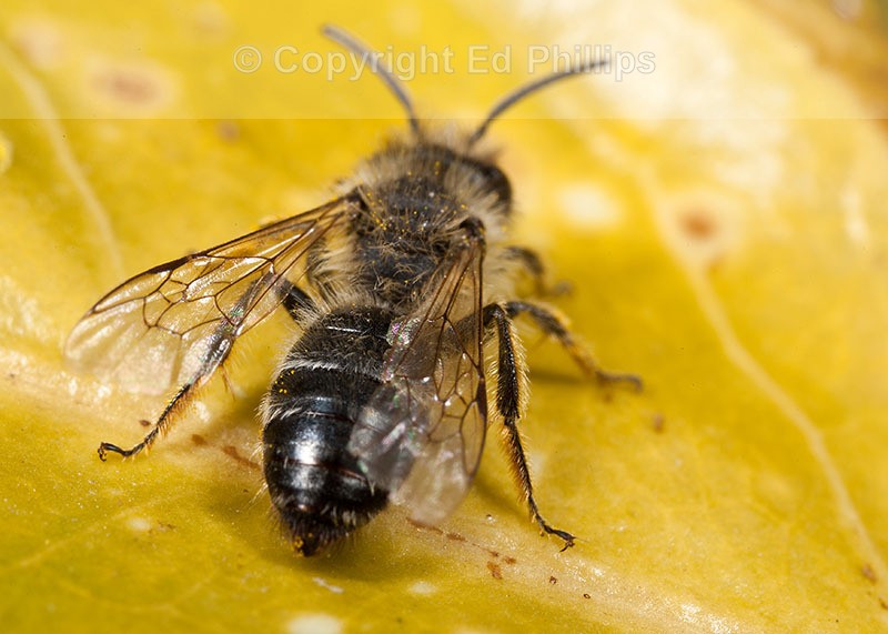 Andrena flavipes (m)