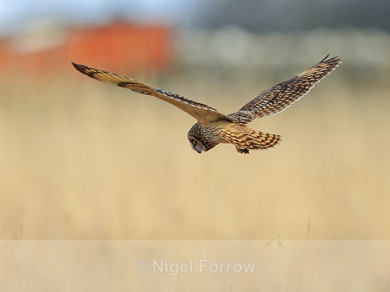 Short-eared Owl hovering, Hawling, Gloucestershire - Short-eared Owl