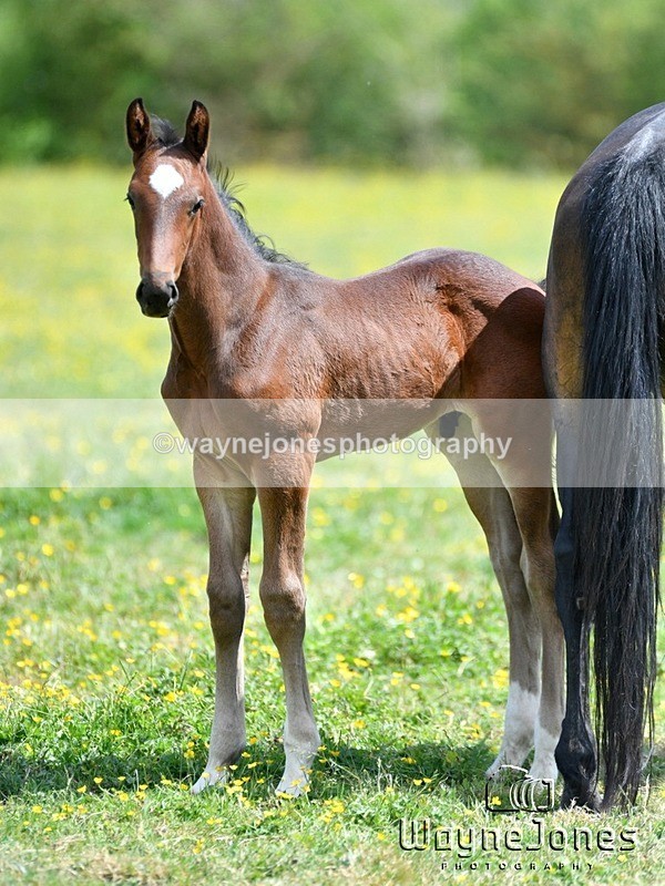 WJ5_4368 - Lyford Stud - Foals 01-06-25