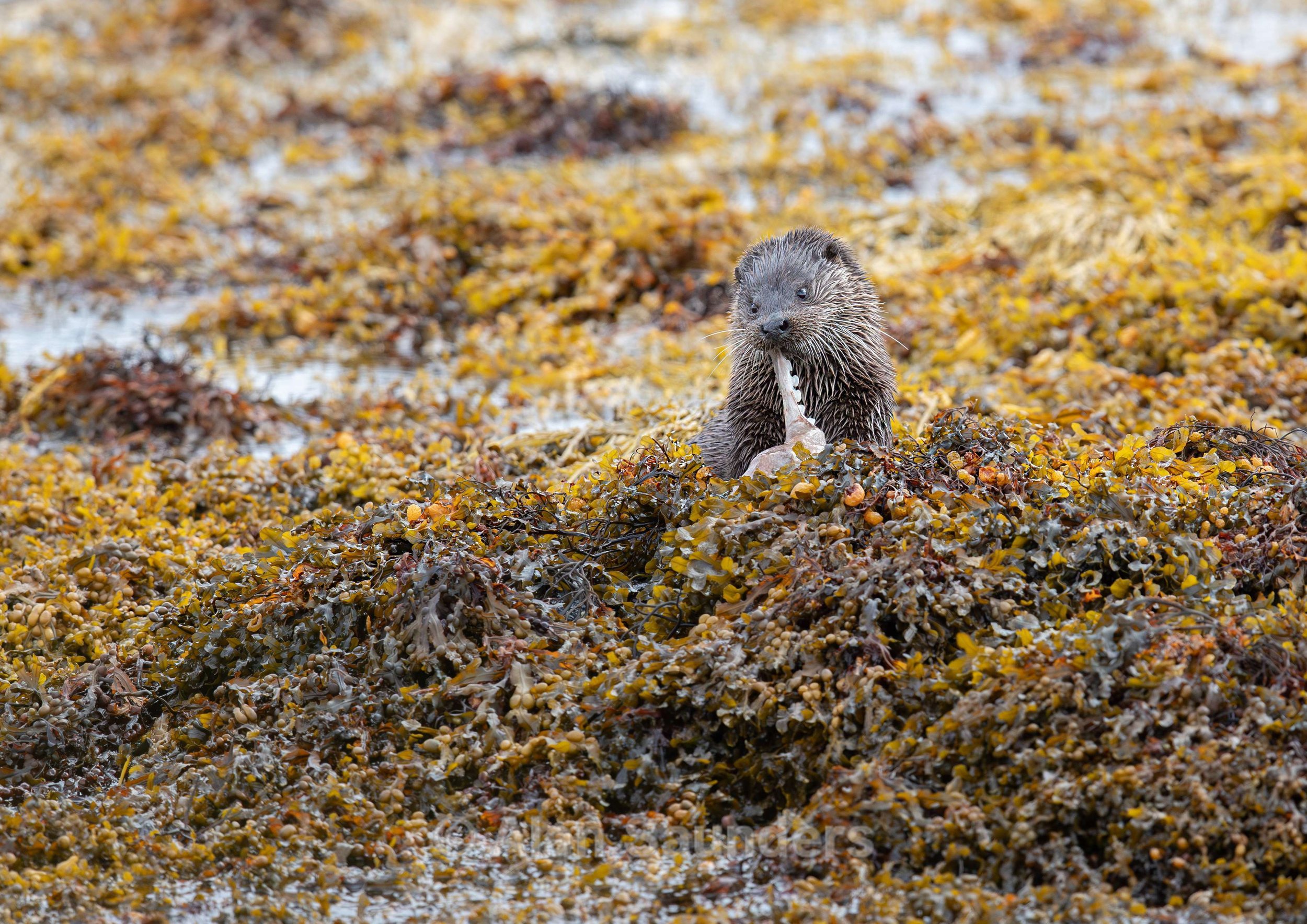 Eurasian Otter 20