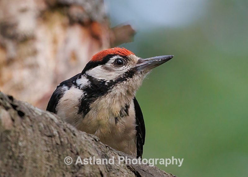 Great Spotted Woodpecker - Latest Images