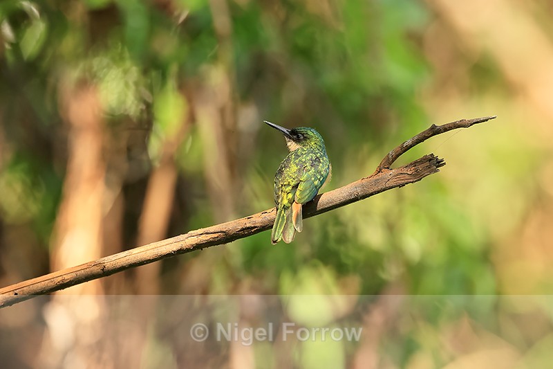 Rufous-tailed Jacamar, back view, Mato Grosso, Brazil - Rufous-tailed Jacamar