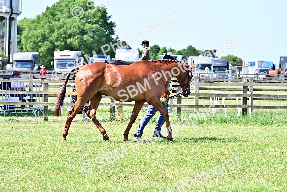 SBM_12873 - Class 98 - Retraining of Racehorse In Hand