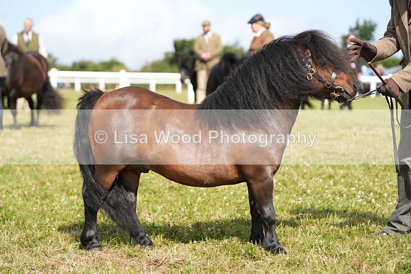 DSC05334 - Class 49: NPS Shetland 4 years and over