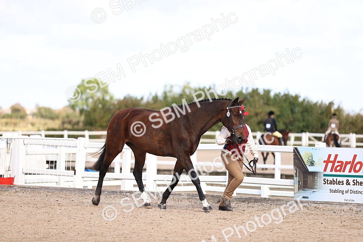 SBM_11501 - Class 407 - IH Hack-Riding Horse