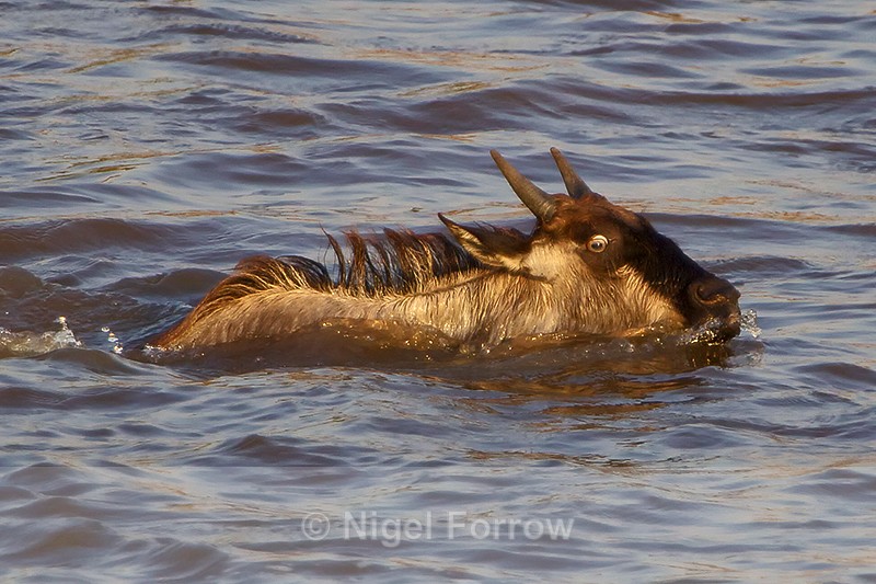 Wildebeest swimming across the Mara river - Antelope