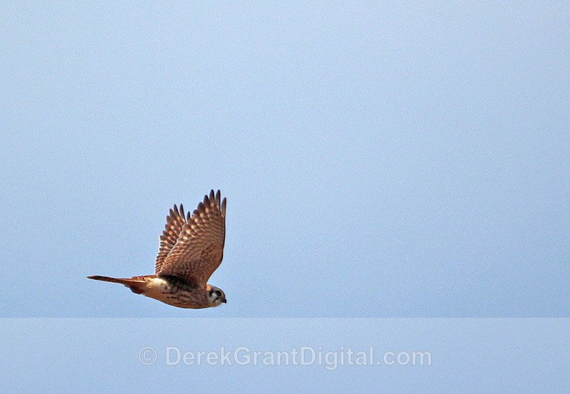 American Kestrel in Flight - Birds of Atlantic Canada
