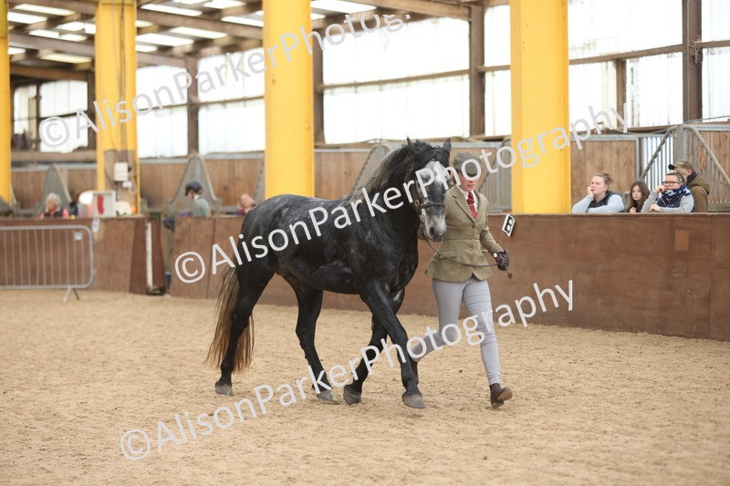 20251109-1013 - Class 27 - Stallions 4 Years and over