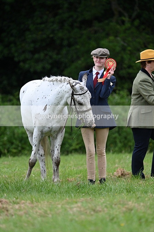 WJ7_4526 - Class 14B Prettiest Mare