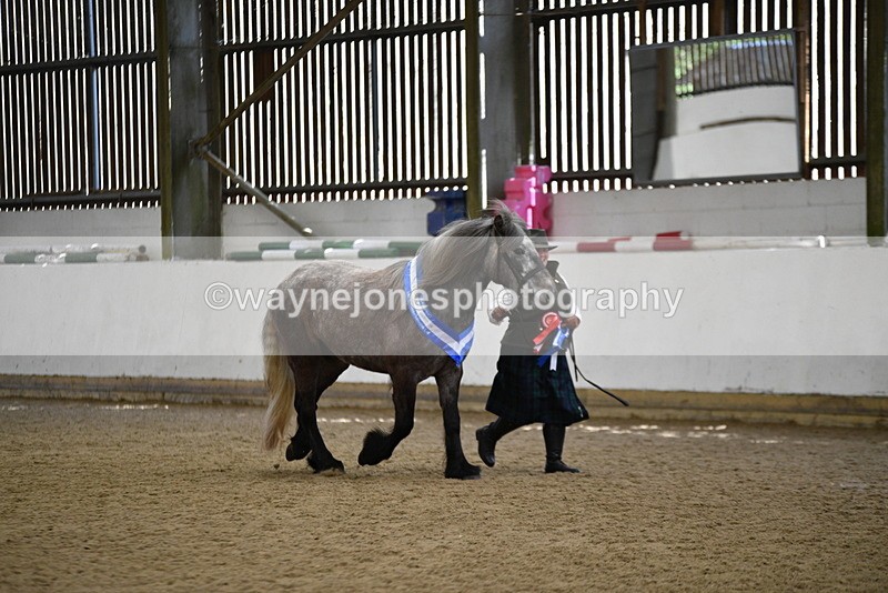WJ5_5865 - Morning in hand Championship