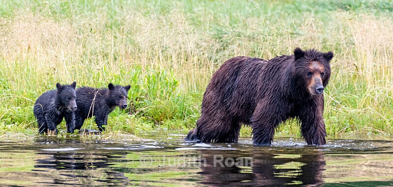 Mocha and two cubs - Southeast Alaska