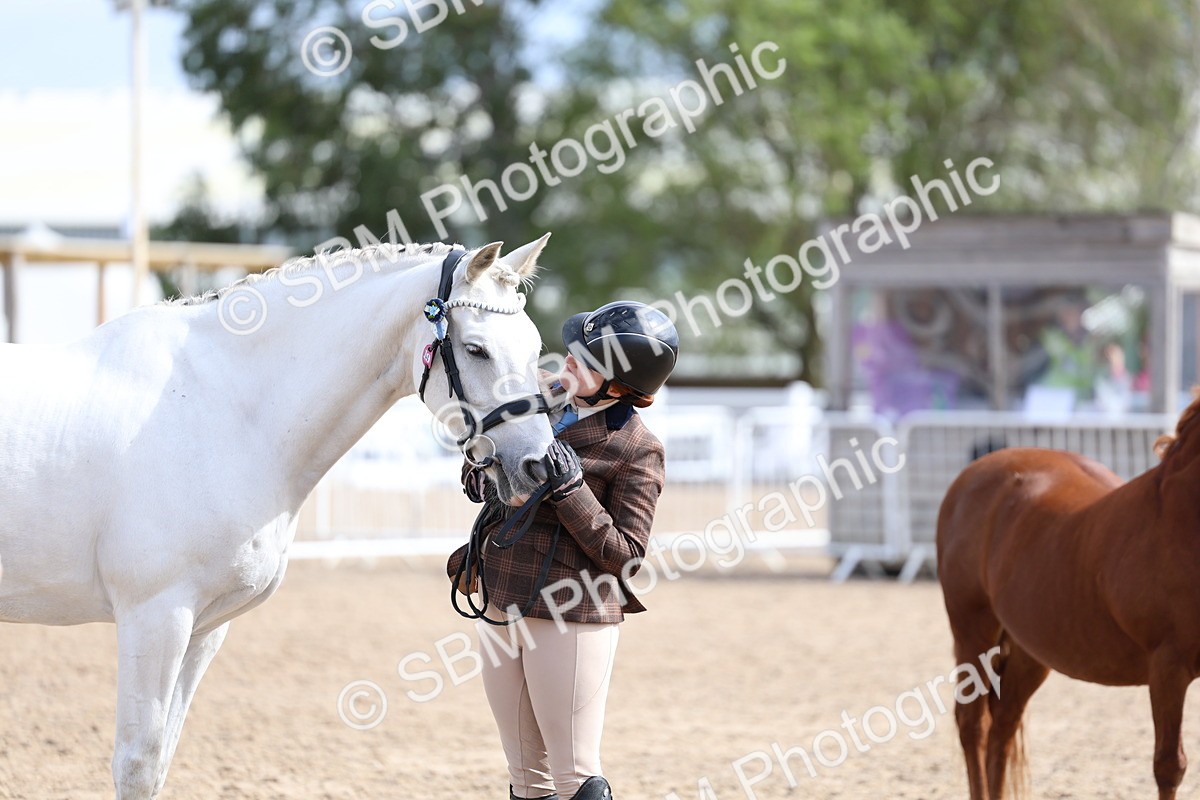 SBM_01885 - Class 18 - Handsomest Gelding - IH or Ridden