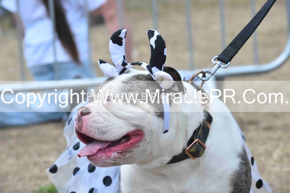 SH4_0284 - Dog show.