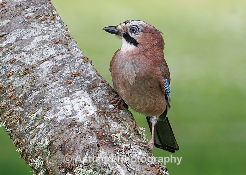 Jay - Latest Images