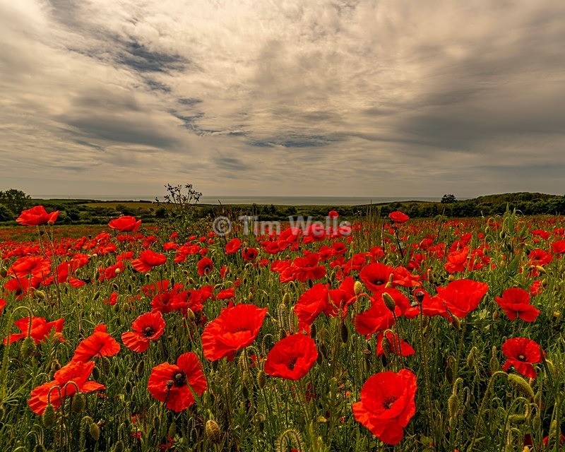 091 Poppys - All photos