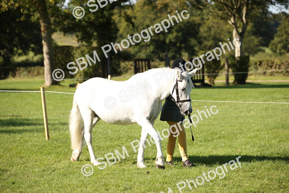 SBM_36535 - S10 - Best In Hand Horse & Pony