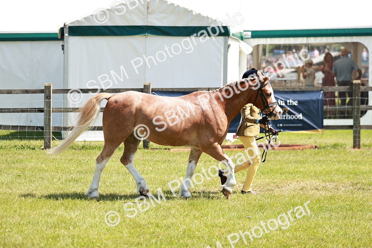 SBM_13631 - Class 108-109 - BSPS LIHS Open Gradle & Nursery Stakes