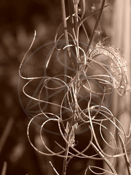 Concentric_Chaos - Everything Else