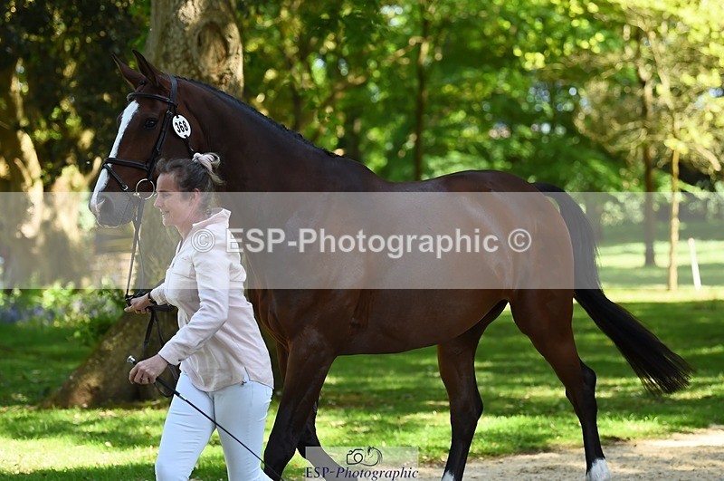 230524-153812-00407 - 368-COIRBAN_SARCO_DELUX-Rebecca_Gibbs-WEDTrotUp+DR