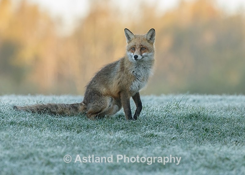Astland Photography, Bird and Wildlife Images, Susan and Peter Wilson, U.K.