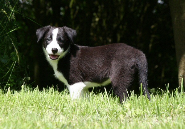 15 Nine weeks old - SASHA