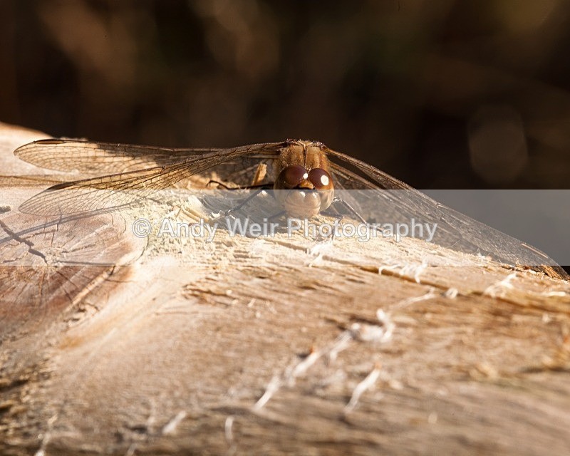 20111106-_MG_7389-2 - Dragonflies & Damselflies