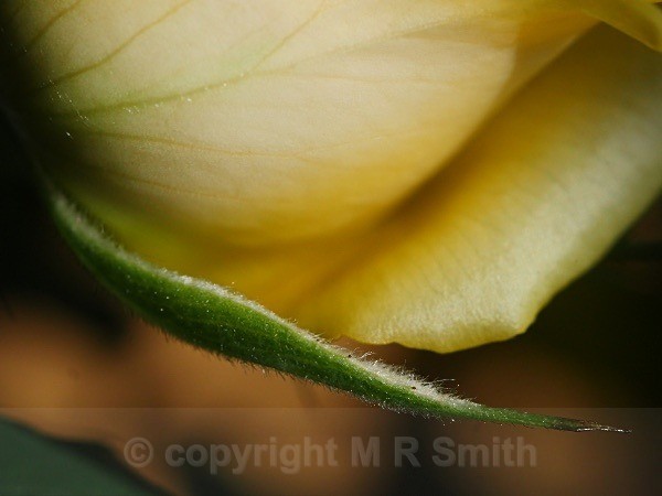 Little Hairy Rose Leaf - MACRO & CLOSE UPS 2