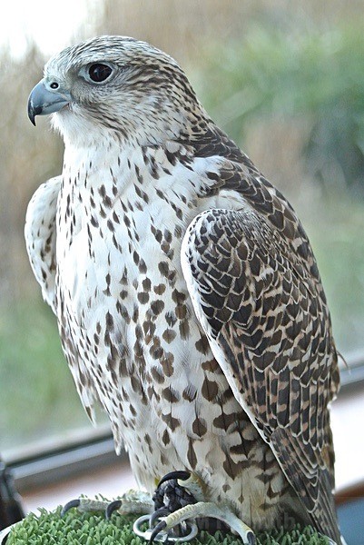 Gyr Falcon - BIRDS & INSECTS