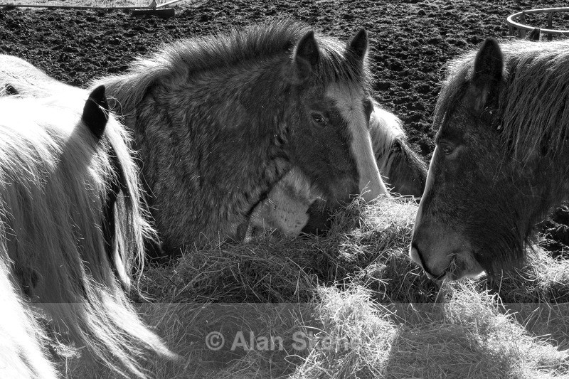 DSC02568 - Fauna