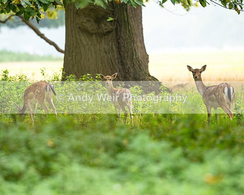 20140929-3K8A5876 - Deer