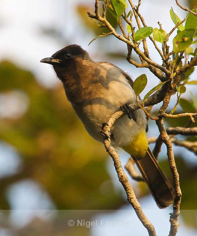 Dark-capped (Black-eyed) Bulbul perched on a branch - Dark-capped Bulbul