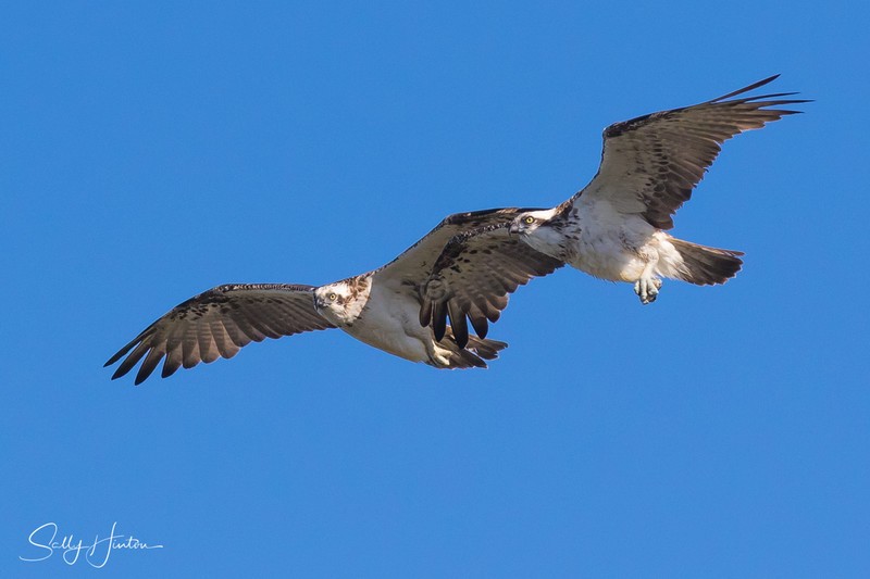 Osprey pair in flight 1