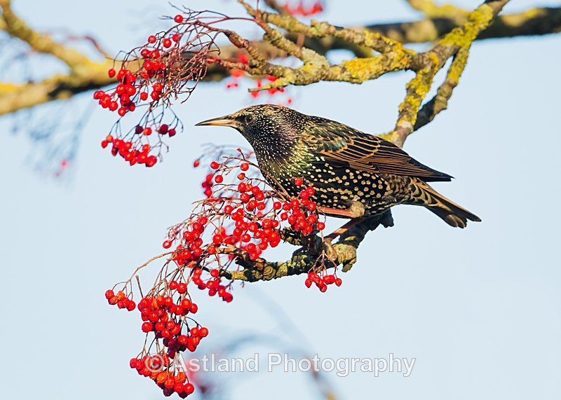 Astland Photography, Bird and Wildlife Images, Susan and Peter Wilson, U.K.
