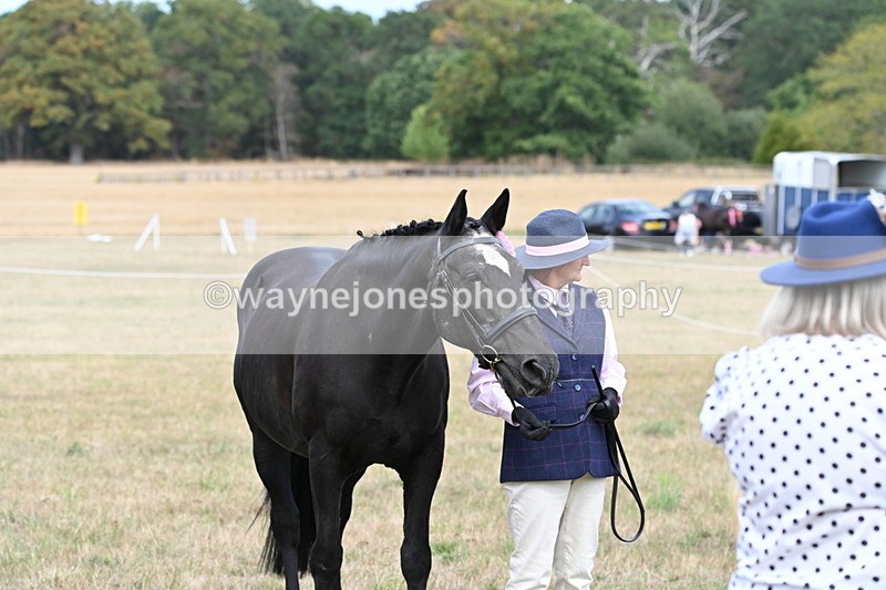 WJ6_6325 - Class 19 In-hand Veterans (Uploaded correct folder)