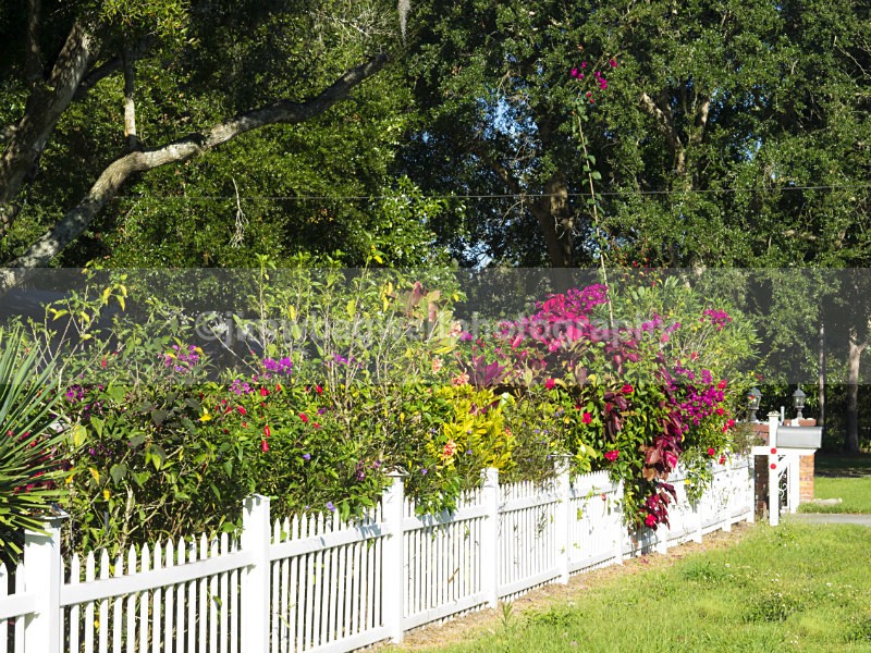 A Fence in Winter Garden Fl - The World Around Me, Town