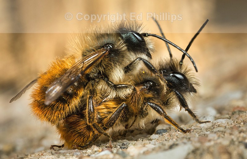 Osmia bicornis (males)