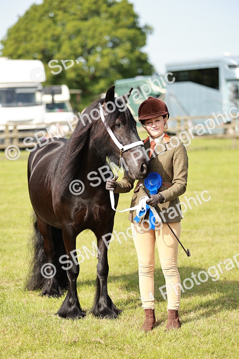 SBM_00856 - Class 14-23 - Mountain & Moorland In Hand Non Welsh